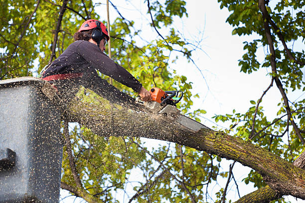 Best Hazardous Tree Removal  in Day Heights, OH